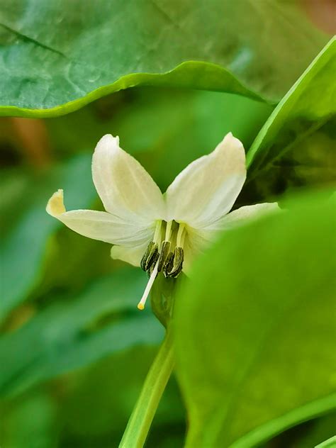 辣椒 花|辣椒